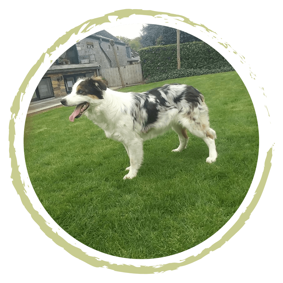 border-collie-elevage-des-pahys-ouffet border-collie-elevage-des-pahys-ouffet