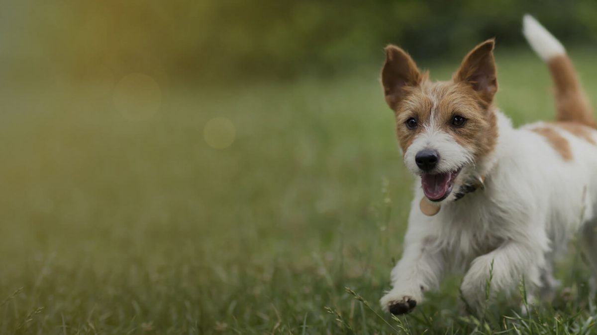 canin-elevage-des-pahys-ouffet-belgique