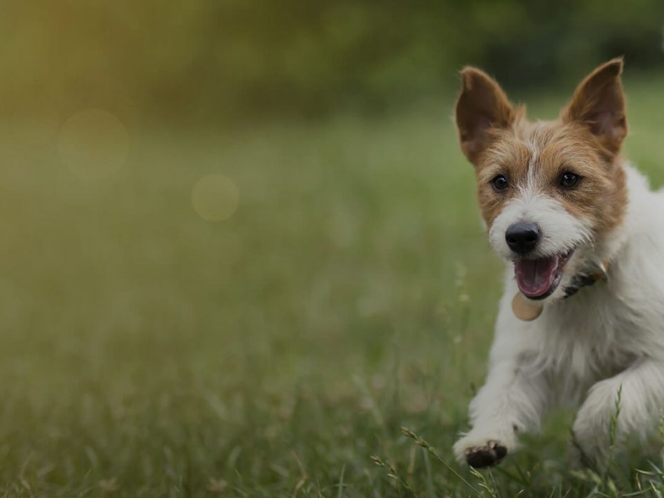 canin-elevage-des-pahys-ouffet-belgique