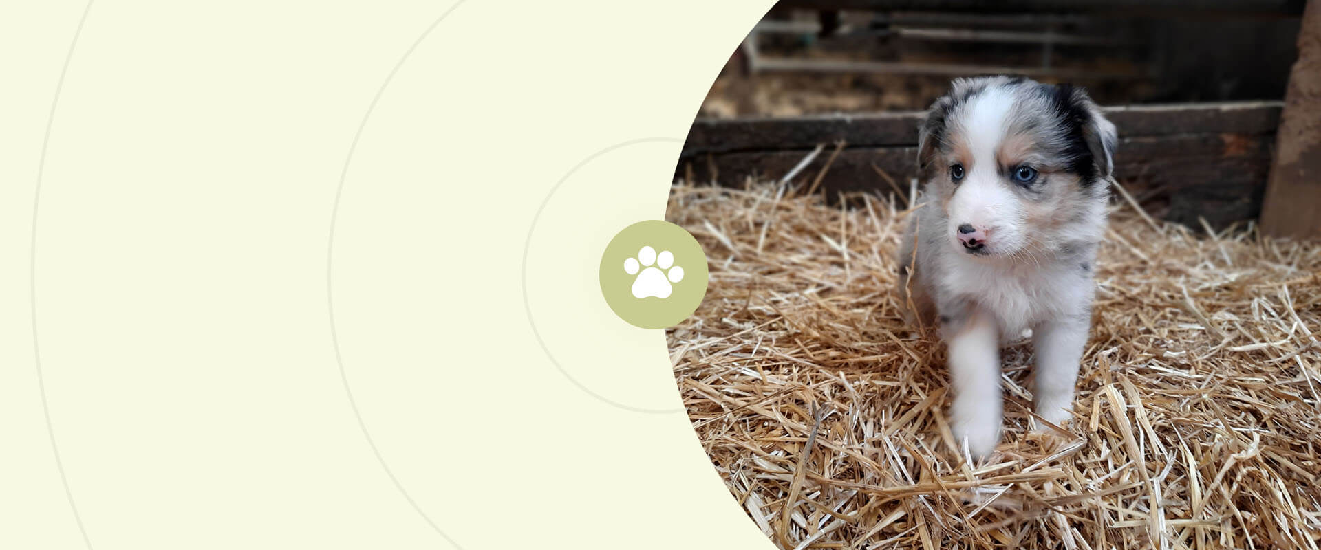 chien-canin-elevage-des-pahys-ouffet-belgique (1)