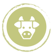 vaches
